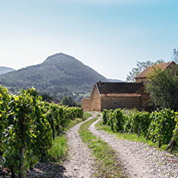 Sentier 'entre ruines et vignes' : de Montagnieu à Briord - MONTAGNIEU
