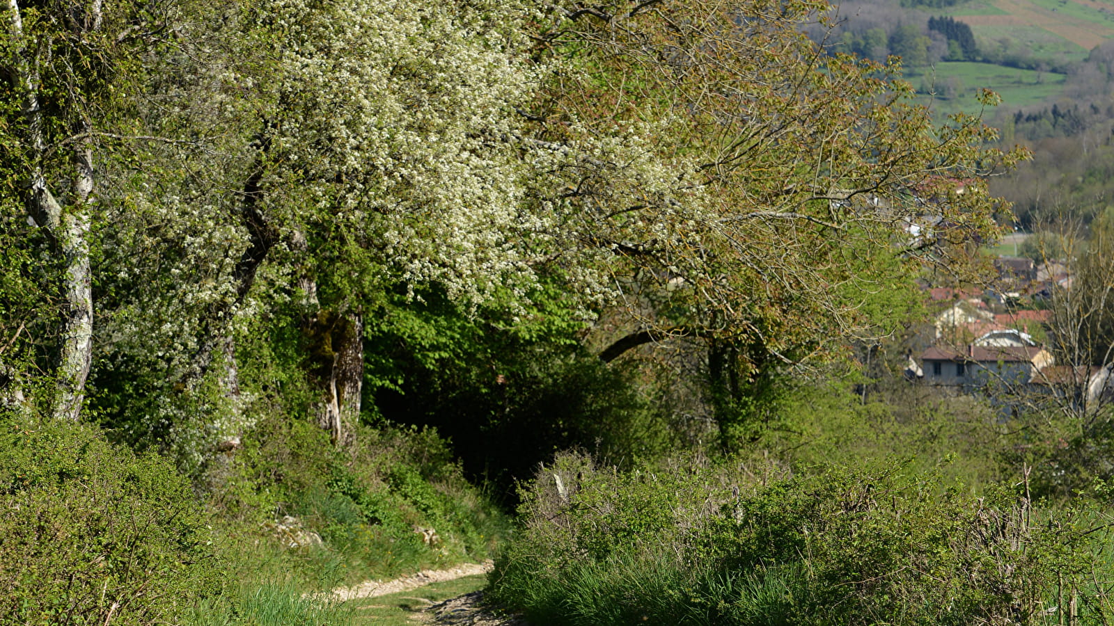 Sentier 'la Colombière Neuville - Montigneux' à Poncin
