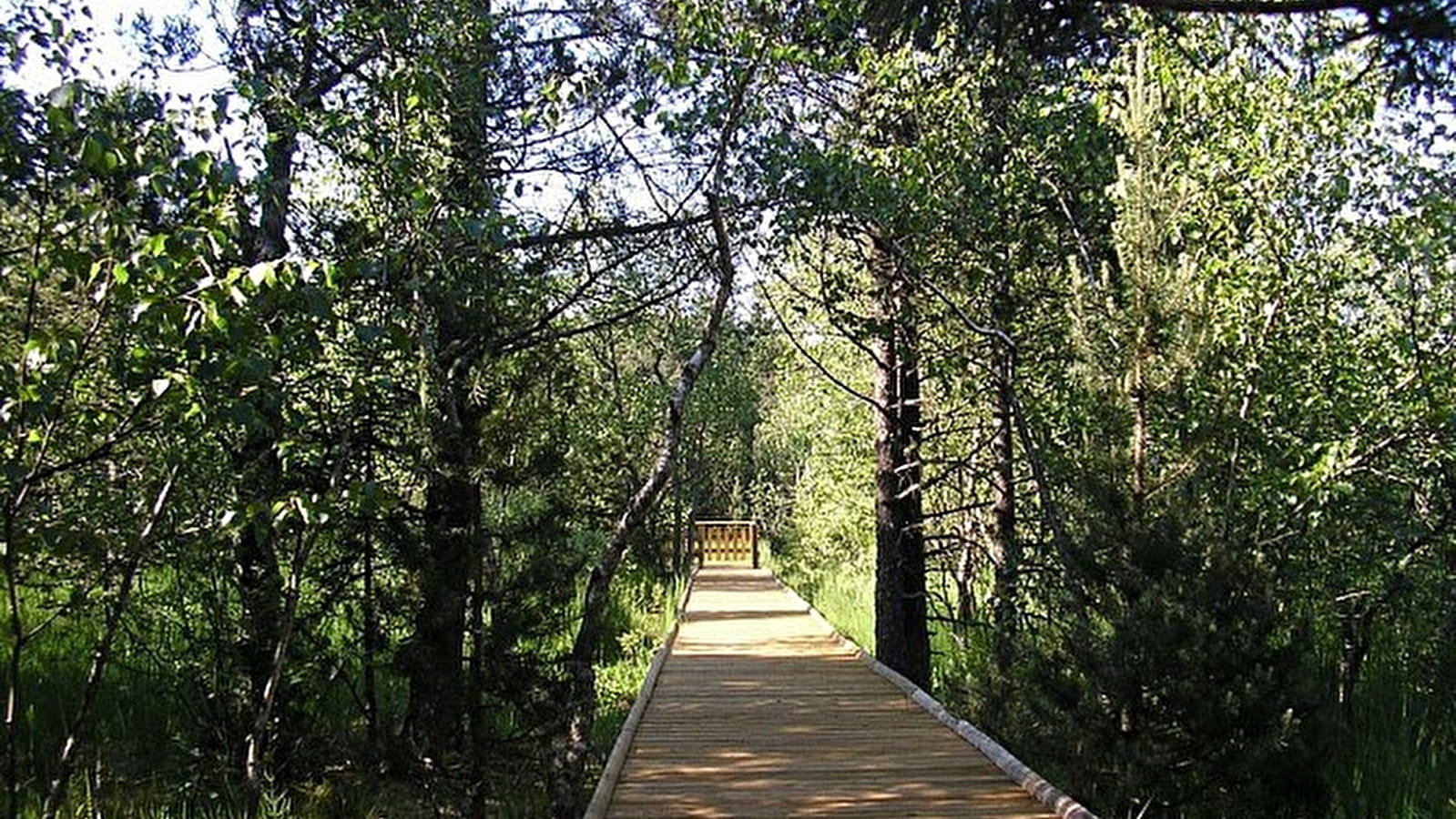 Tourbière des Creugnots