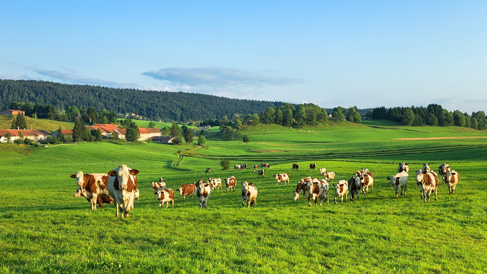 Le Zed Jurassien (copy)