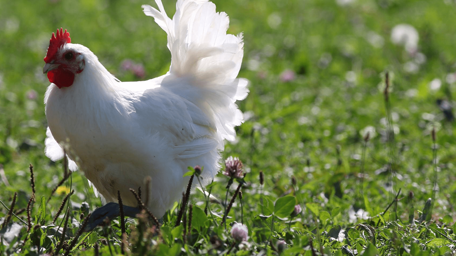Circuit randonnée : Les saveurs de la Bresse
