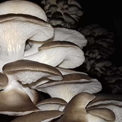 Visite commentée de la Champignonnière de Dijon