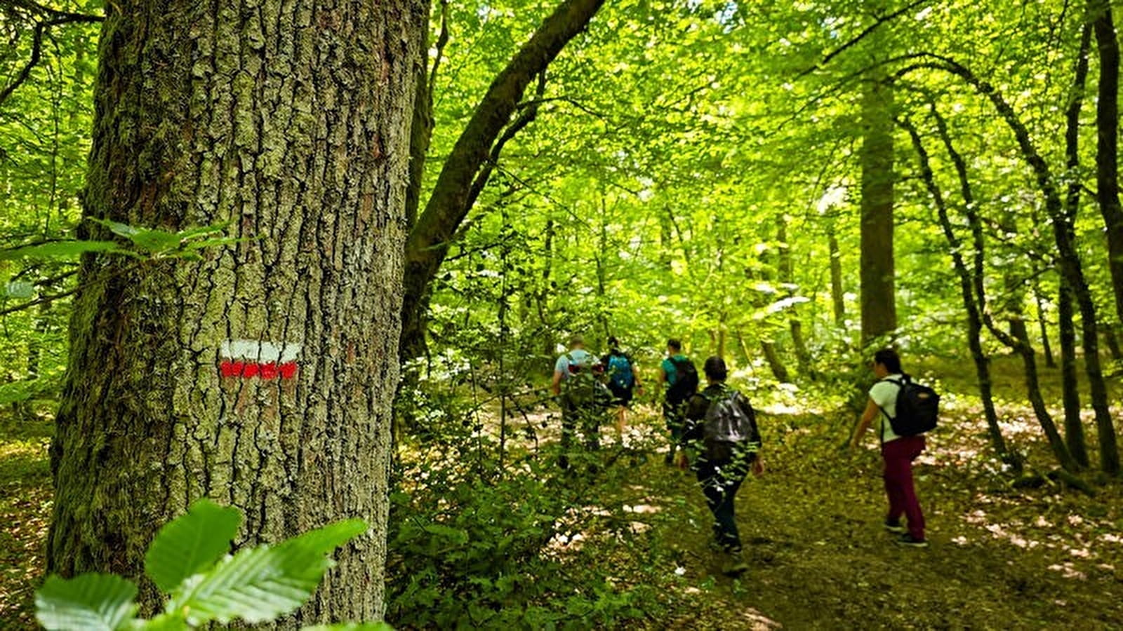 Les sentiers de Grande Randonnée et GR de Pays