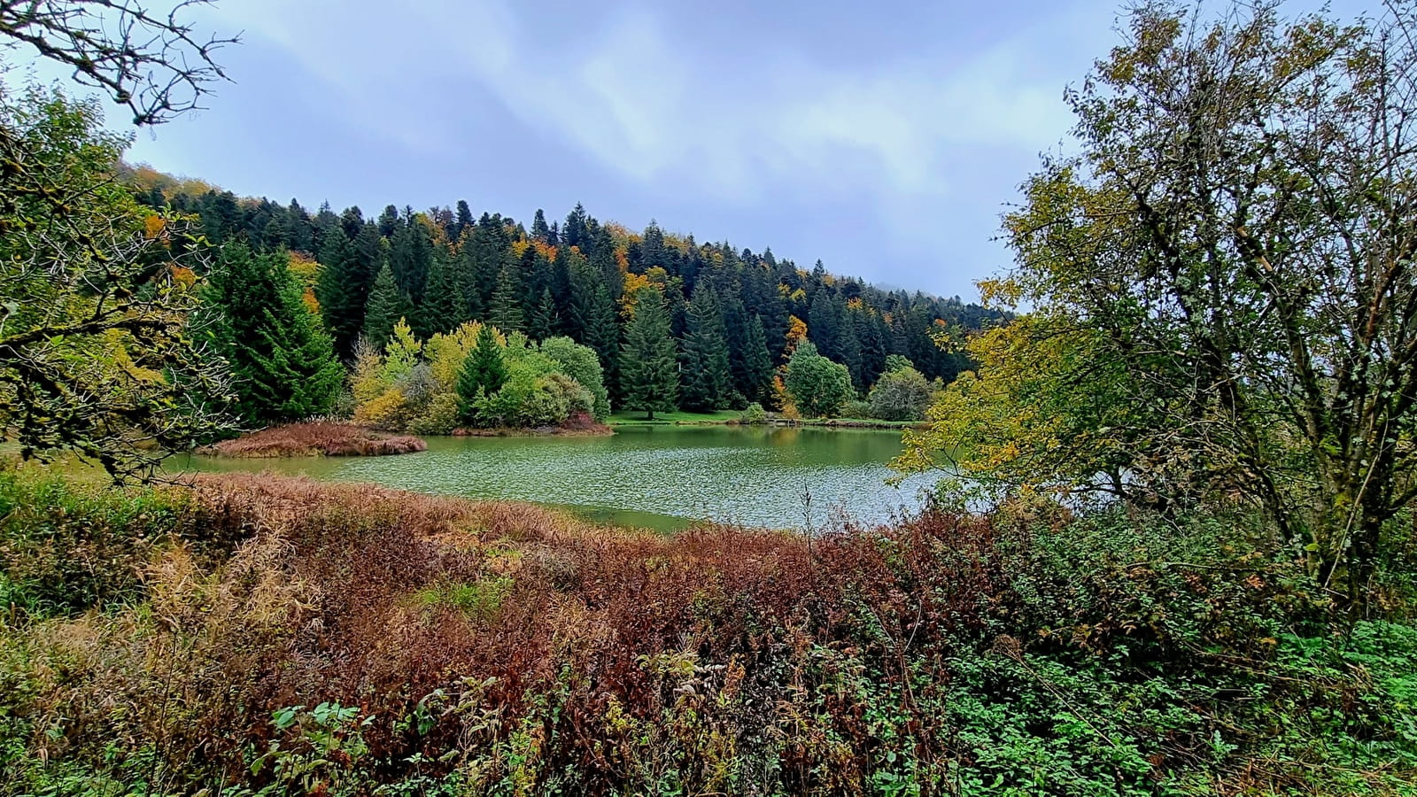 Parcours VTT 57 bleu - Les étangs Marron - Espace FFC Ain Forestière