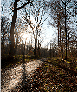 Le Vieux Tilleul - BESANCON Forêt de Chailluz