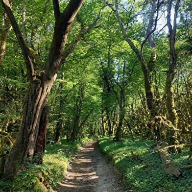 Parcours VTT 5 rouge - Le lac d'Armaille - Espace FFC Ain Forestière