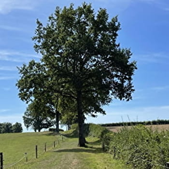 Aux Grands Garreaux  - SAINT-BERAIN-SOUS-SANVIGNES