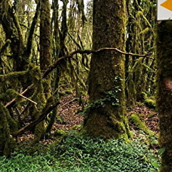 Parcours VTT 6 rouge - Les Enfants du Marais - Espace FFC Ain Forestière - BELLEY