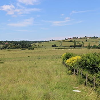 Sur les traces des boeufs blancs - OYE