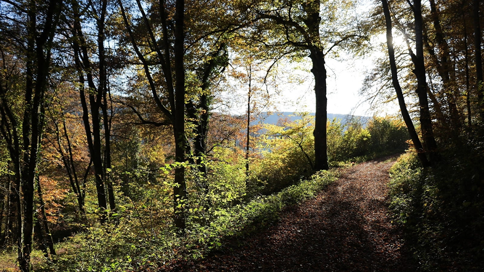 Un écrin de verdure sur les flancs du Lomont