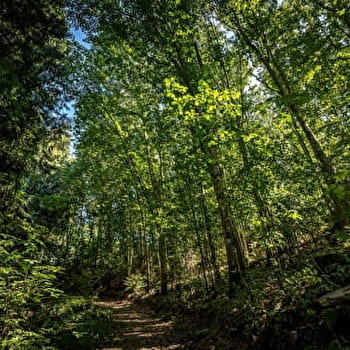 La balade des rhododendrons - DOMPIERRE-LES-ORMES