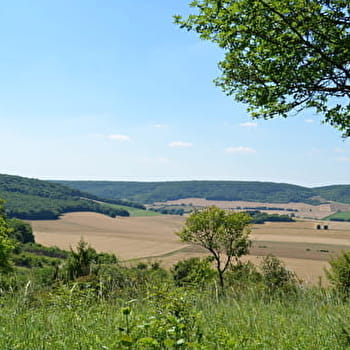 La butte aux orchidées - ARBOURSE