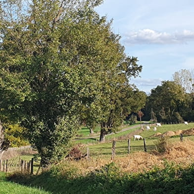 Circuit randonnée : Chemin et bois