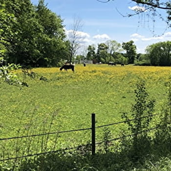 Randonnée : Frontière franco-suisse par Grilly et Chavannes - DIVONNE-LES-BAINS