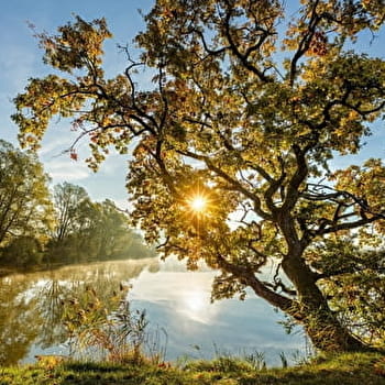 La Maison des Étangs-Est - 59B - SERGENAUX