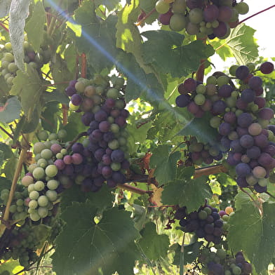 Domaine de la Dentelle