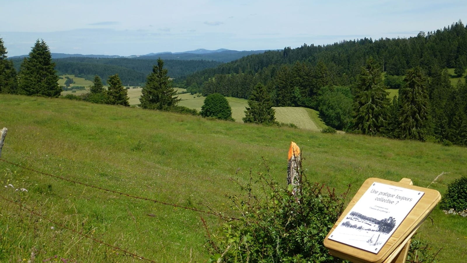 Le berger des vaches