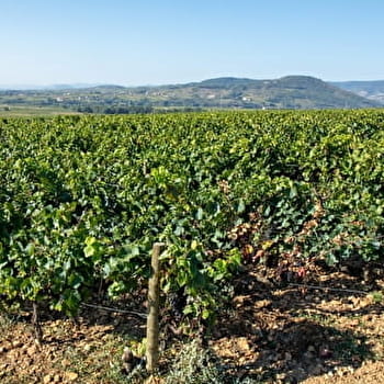 Le vallon de la mauvaise - LA CHAPELLE-DE-GUINCHAY