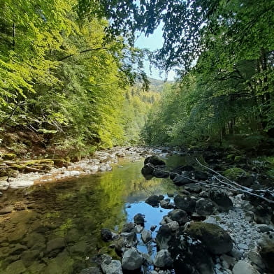 Randonnée pédestre : Lélex - La Valserine, rivière sauvage