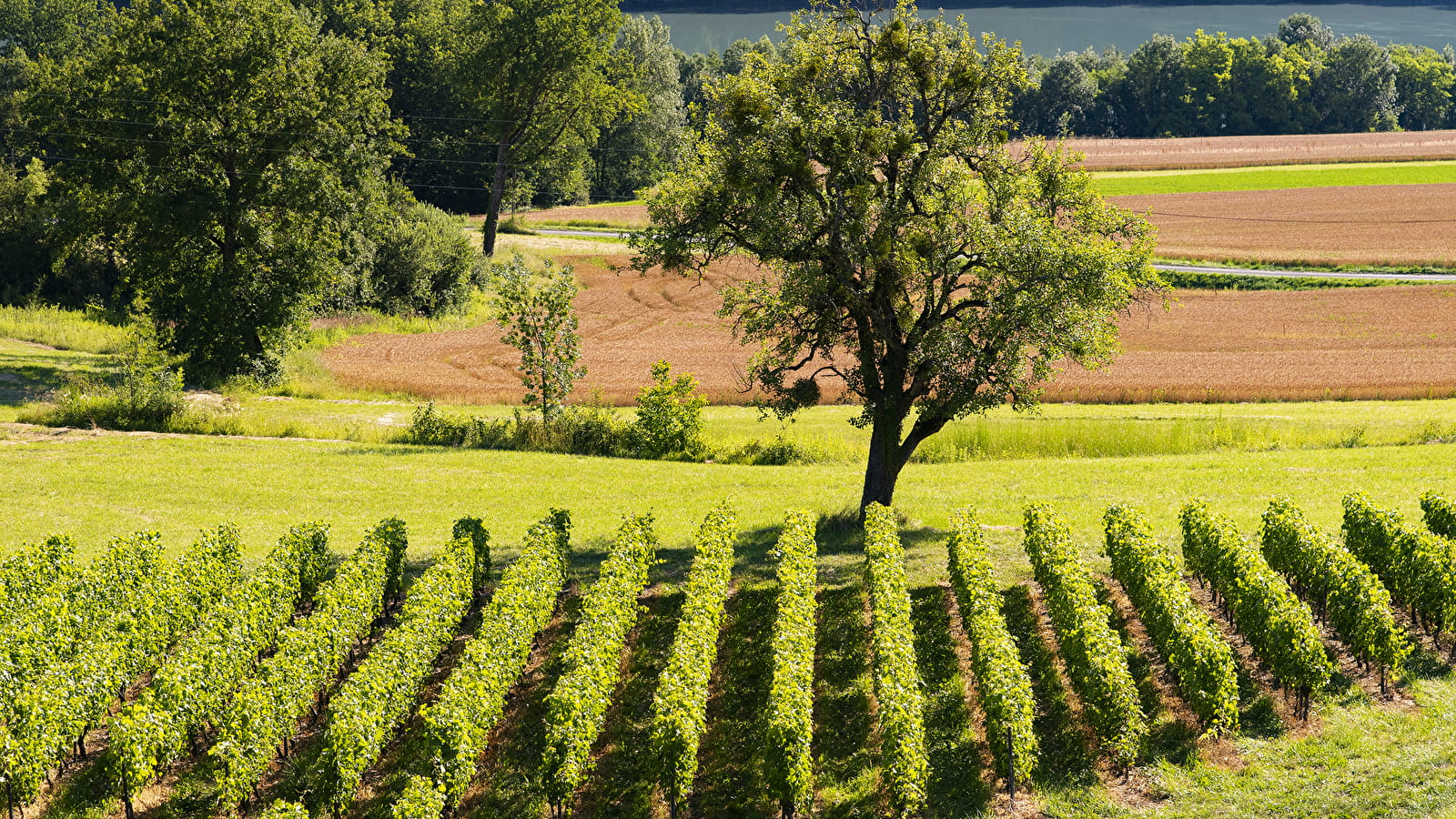 Randonnée VAE : Terroir et vignobles de Seyssel