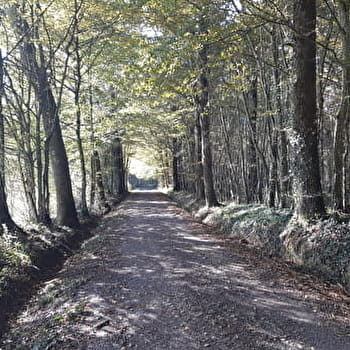 Circuit VTTAE n°4 (rouge) - La Voie Royale des bois de But - MONTREVEL-EN-BRESSE