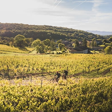 Circuit VTTAE n°21 (rouge) Vignoble du Revermont - Tour de Gravelles