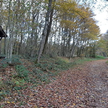 Randonnée - Bois de Fougemagne & Vallées Solnan-Sevron - BEAUPONT
