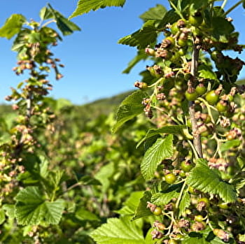 Route du Cassis en Côte-d'Or, Nuits-Saint-Georges à Dijon - NUITS-SAINT-GEORGES