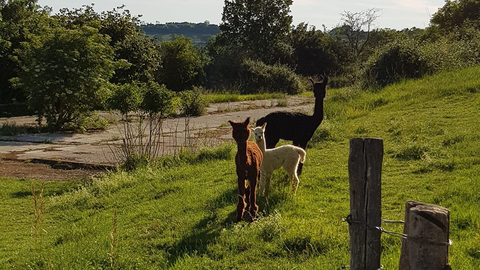 Se promener à Saint Just et voir les alpagas