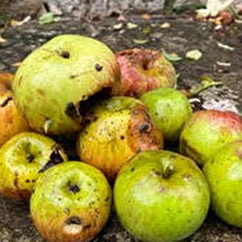 atelier compote et vinaigre - MONT-SAINT-JEAN