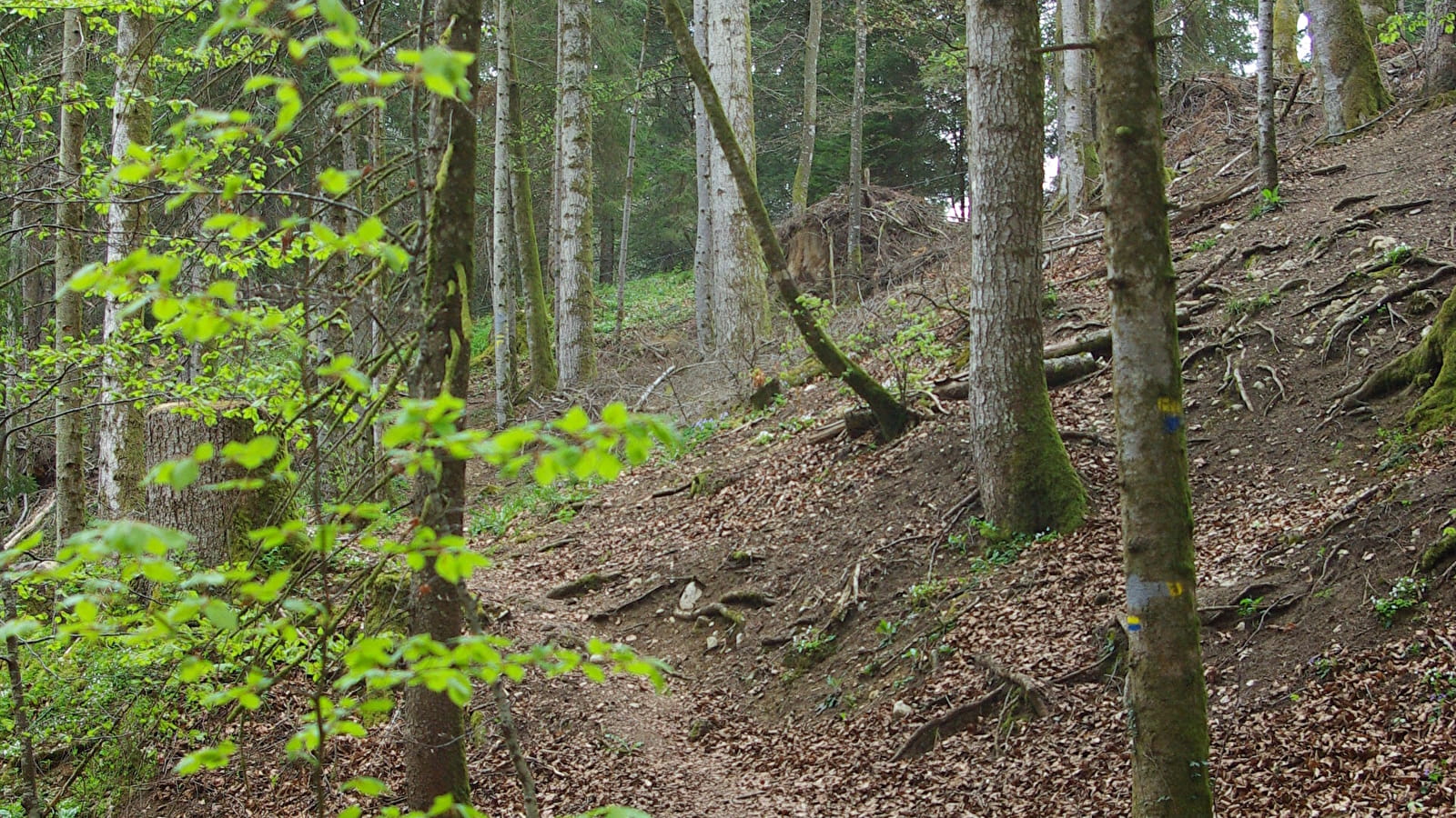 Pierre qui tourne - n°11