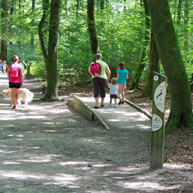 Sentier de découverte en famille dans la Forêt de Seillon