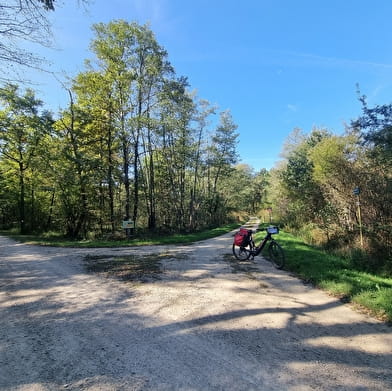 Circuit Gravel n°4 (rouge) - La Voie Royale des bois de But