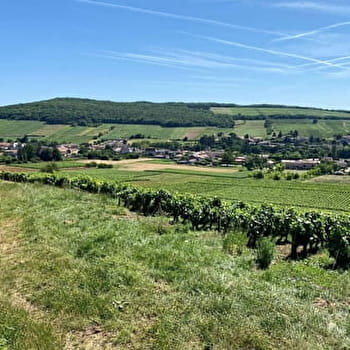 Le Val d'Azé, entre vignes et bocages - AZE
