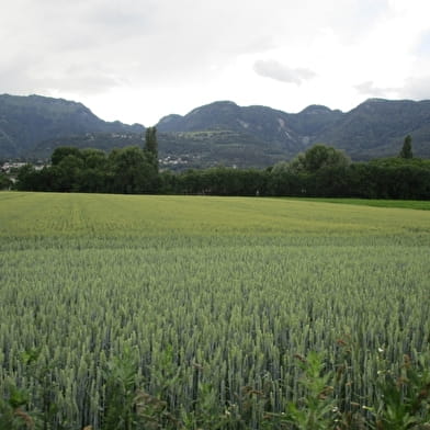 Parcours VTT 81 - bleu - les Druides - Espace FFC Ain Forestière