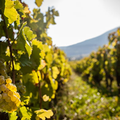 Randonnée VAE : Terroir et vignobles de Seyssel