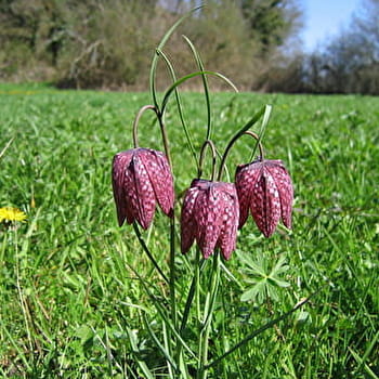 Prairies et bocage d'Ouroux-sur-Saône - OUROUX-SUR-SAÔNE
