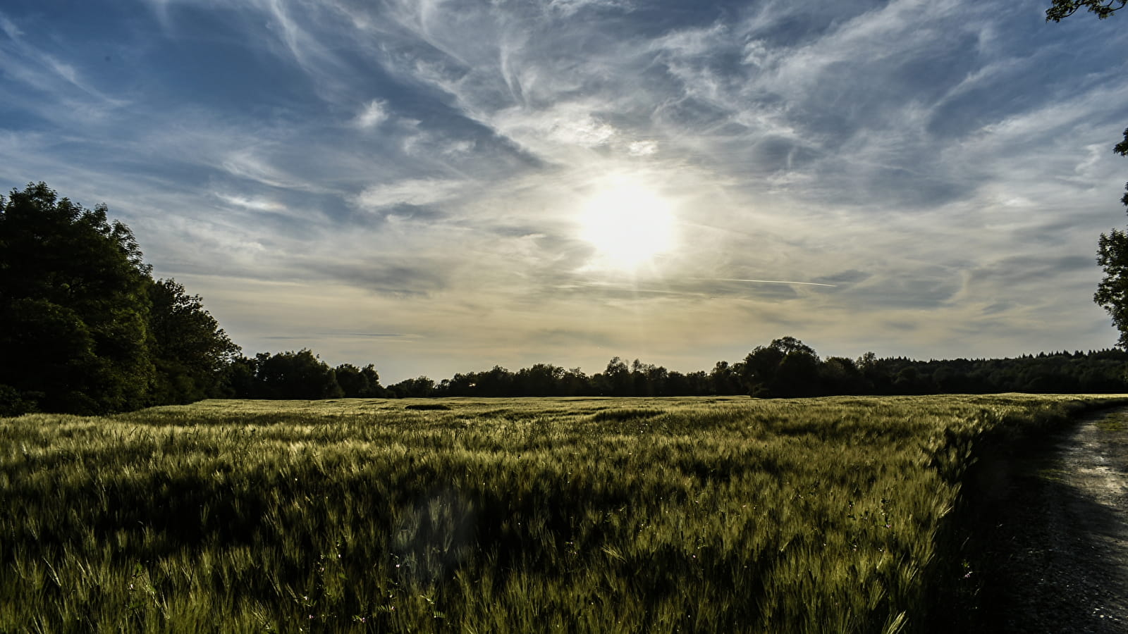 Corne à la Poulette - 101B