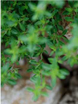 Circuit VTT n°122 / Besançon - BESANCON