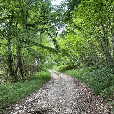 Circuit de randonnée pédestre : La Montagne de Saint-Benoit
