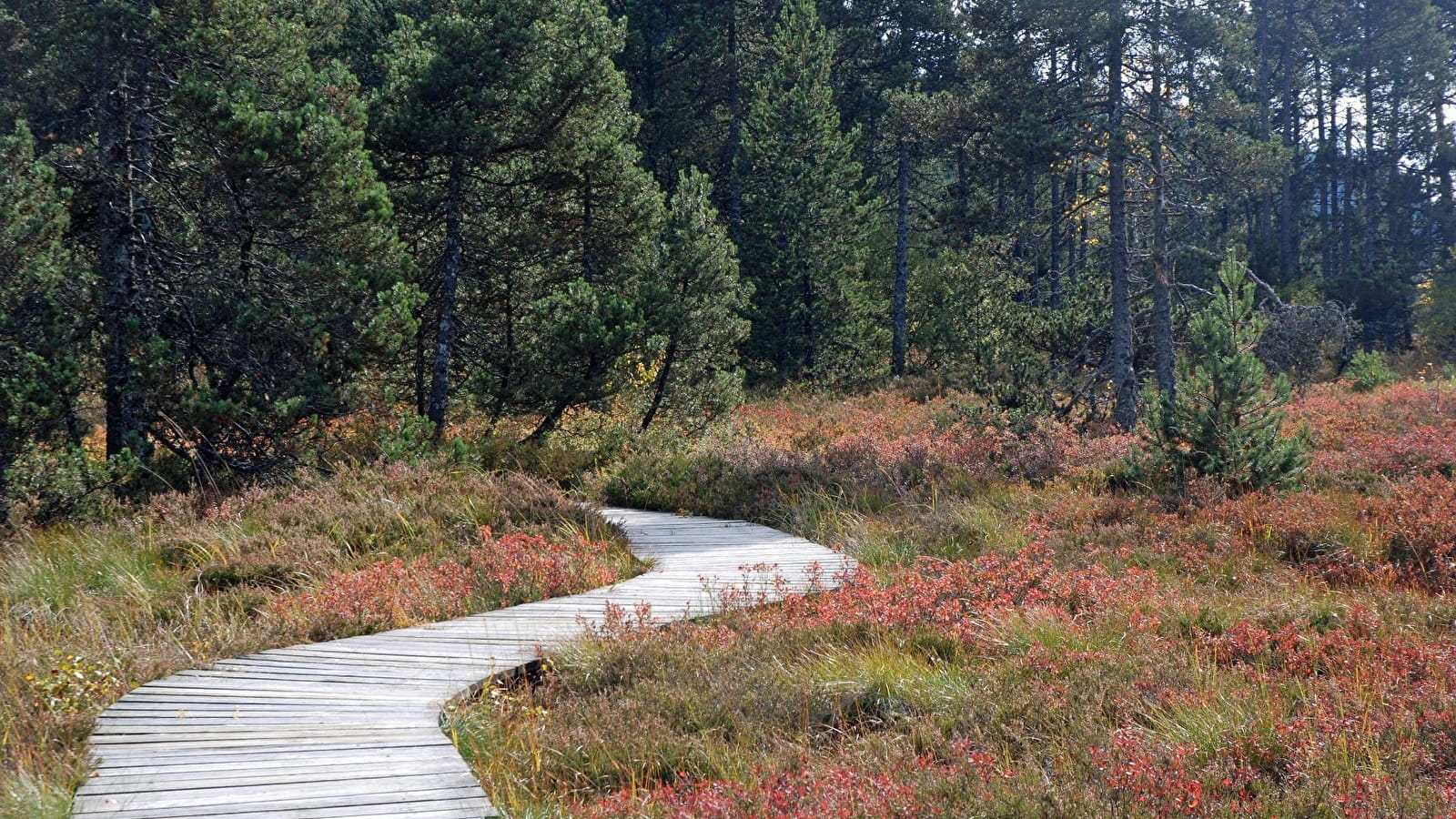 Lacs et tourbières du Grandvaux