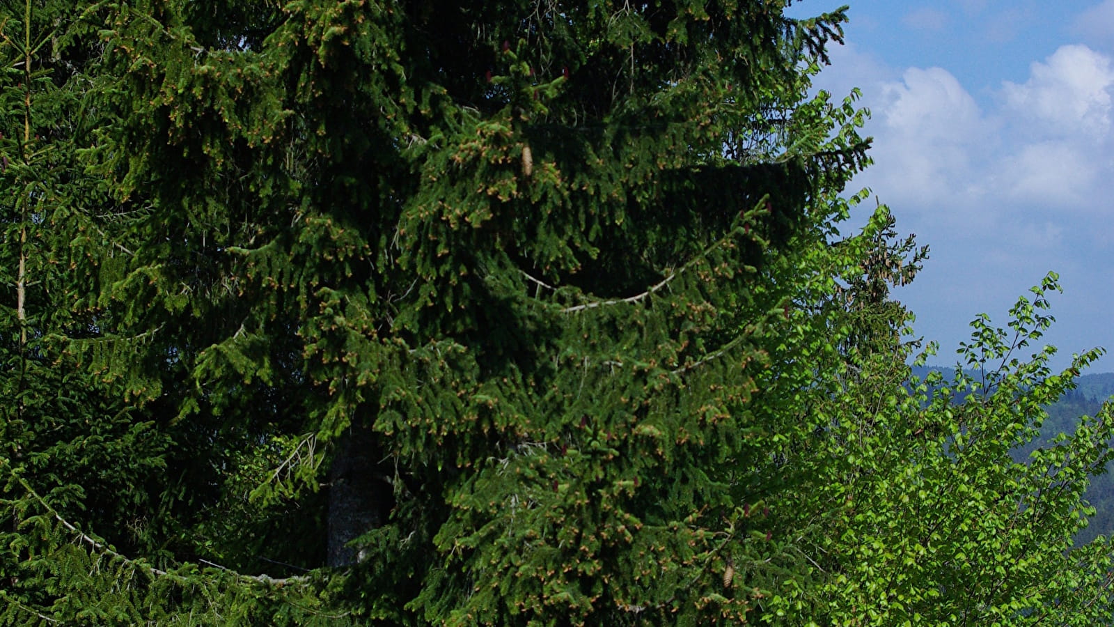 La Pierre qui tourne