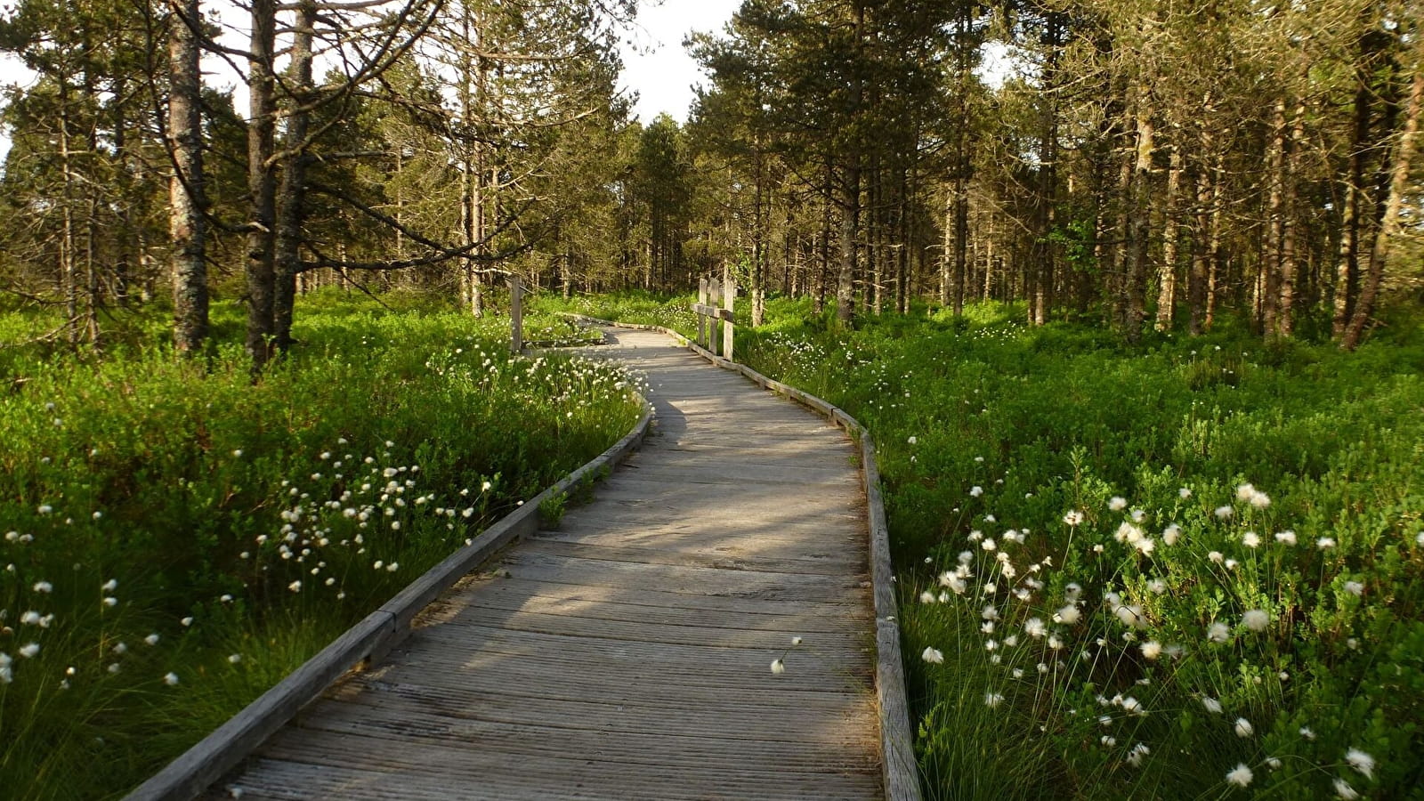 Tourbières de Frasne-Bouverans (Grande boucle - départ Chalet d'accueil)