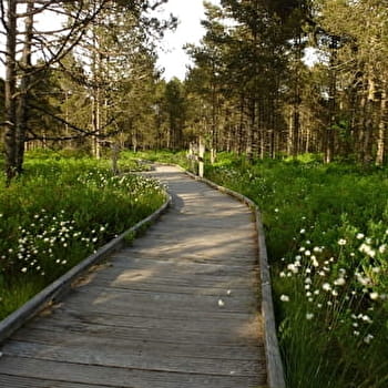 Tourbières de Frasne-Bouverans (Grande boucle - départ Chalet d'accueil) - FRASNE