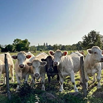 Circuit randonnée : entre bois et rivière - CHAVANNES-SUR-REYSSOUZE