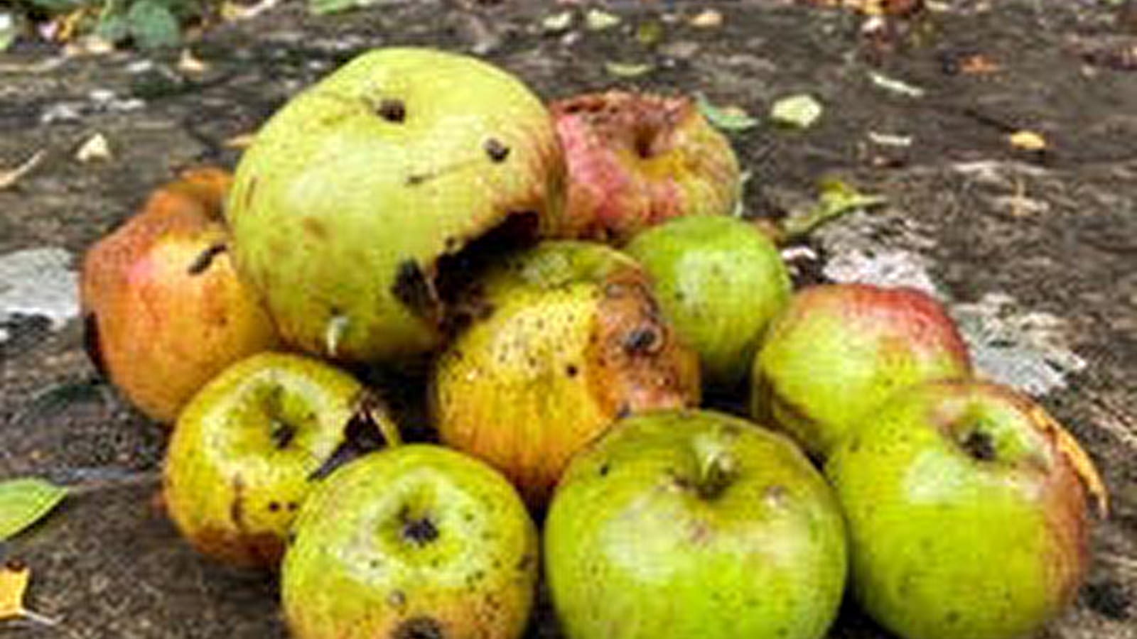 atelier compote et vinaigre