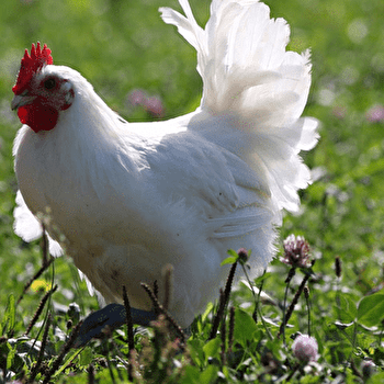 Circuit randonnée : Les saveurs de la Bresse - CHEVROUX
