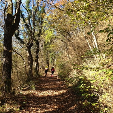 Randonnée pédestre : Le Grand Colombier depuis Culoz