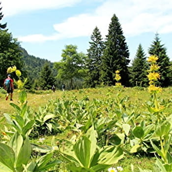 Le Mont Sâla par le Creux du Croue - LES ROUSSES