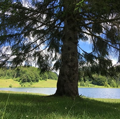 Parcours VTT 67 vert - Lac Genin et les hauts de Charix - Espace FFC Ain Forestière